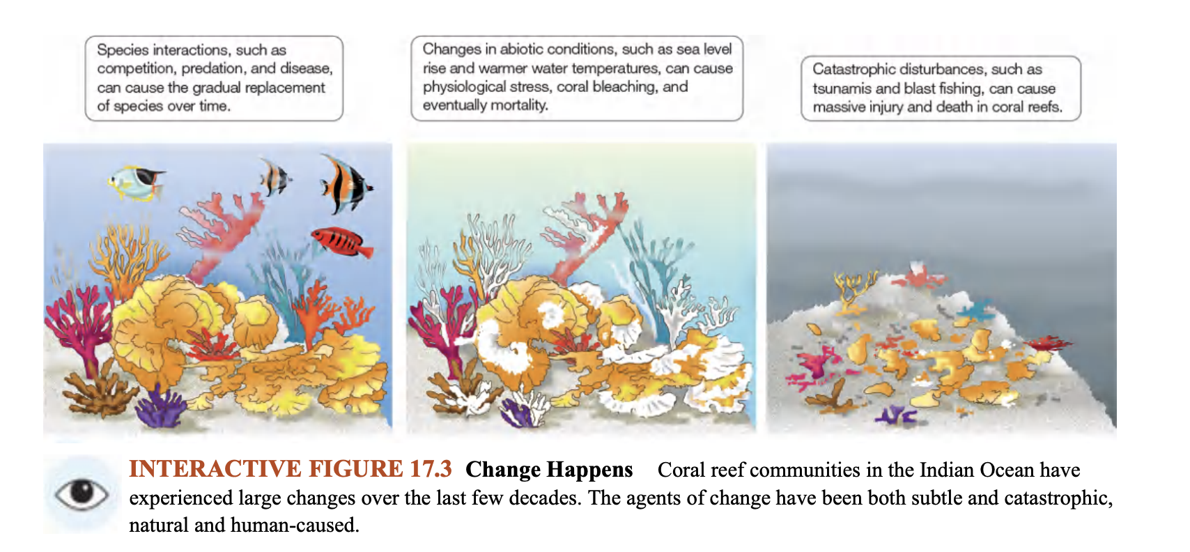 <p>What could be subtle agents of change on a reef (causing stress)? </p><p>Fig 17.3- Change Happens</p>