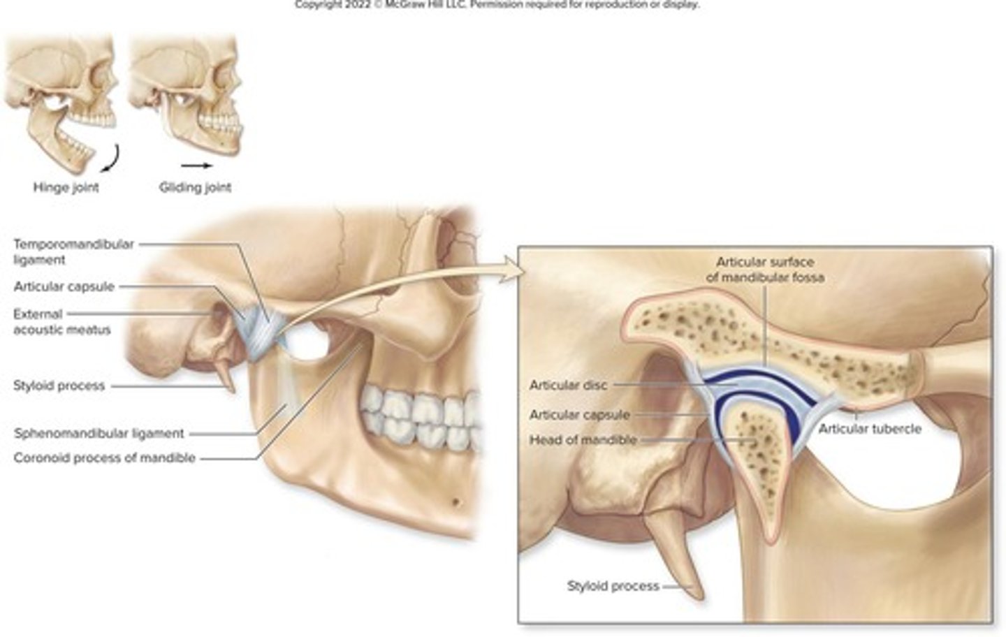 <p>Head of mandible articulates with temporal bone</p>