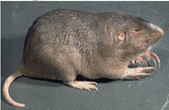 <p>external fur-lined cheek pouches; large claws on front foot; small eyes and tiny ears</p>