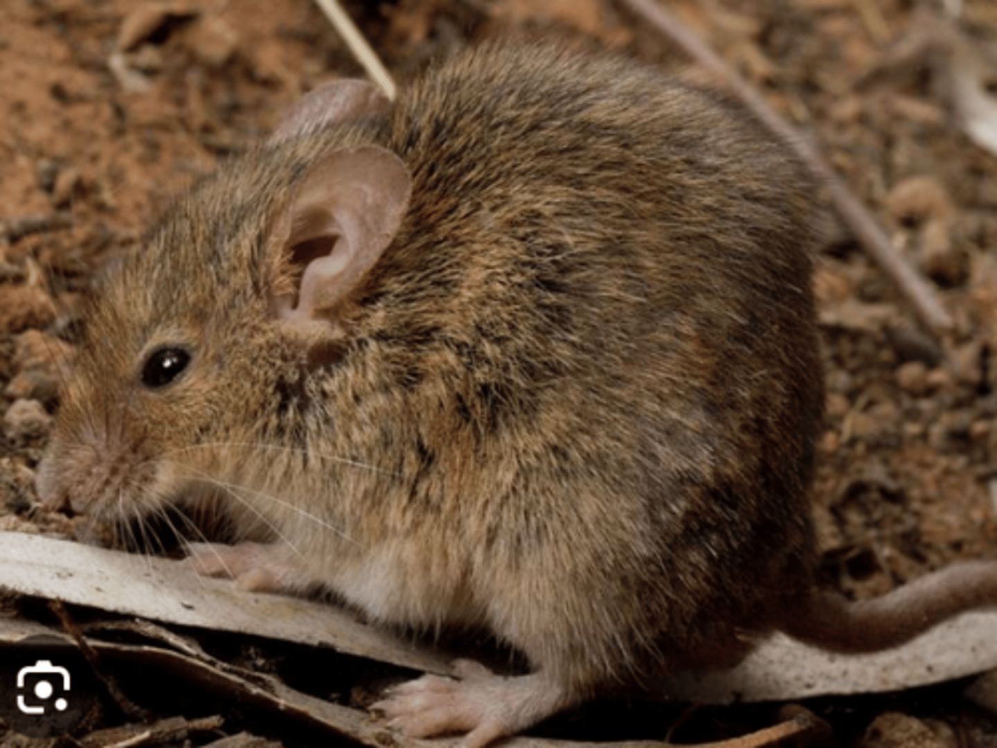 <p>Name, habitat, range</p>