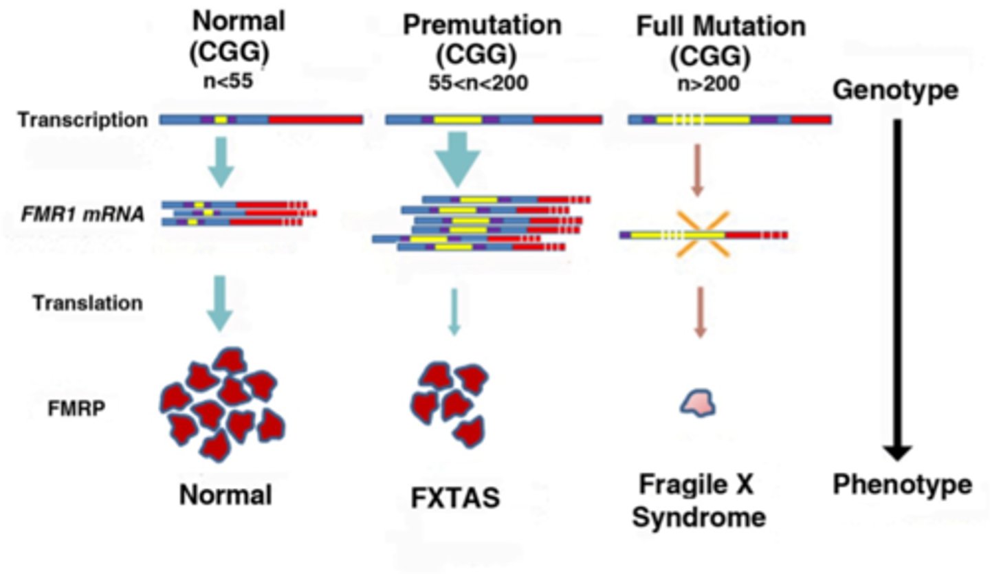 <p>- Trinucleotide Repeat (CGG)</p><p>- X-linked Dominant</p><p>- FMR1 (Fragile X Mental Retardation 1)</p><p>Inheritance:</p><p>- X-Linked Dominant</p><p>- Fragile X-associated tremor/ataxia syndrome and fragile X-associated primary ovarian insufficiency- primarily affects males</p><p>- genetic anticipation</p>