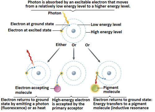 when a molecule returns to its ground state by releasing as heat or light
