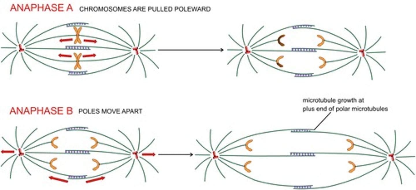 <p>movement of the poles apart = elongation of the polar spindle</p>