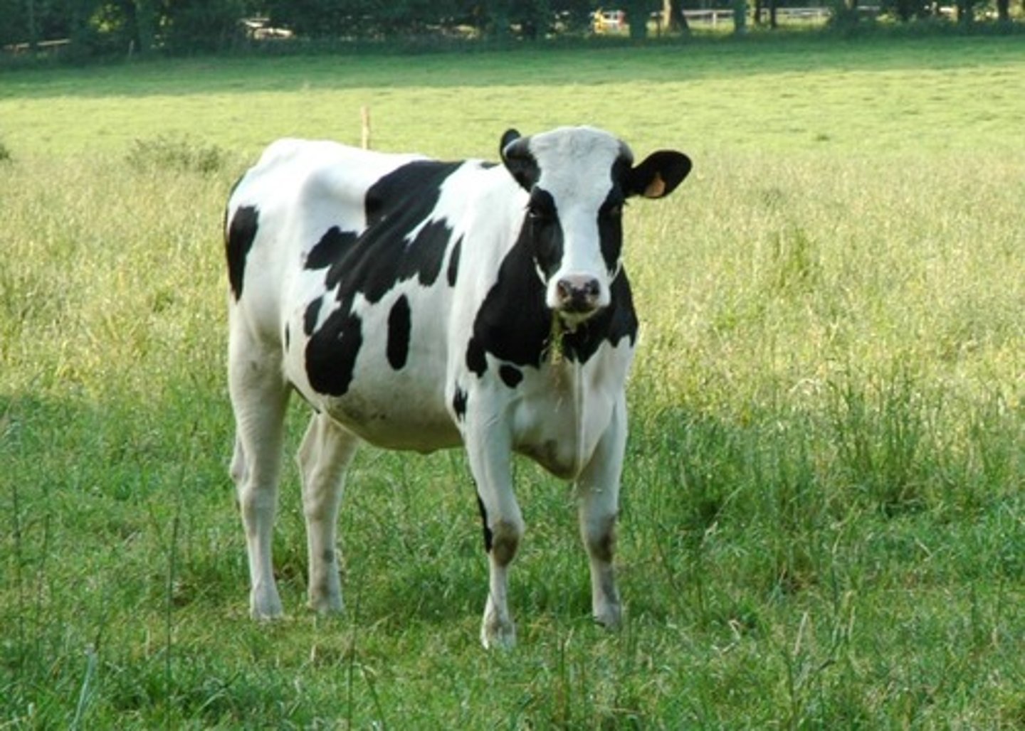 <p>une vache</p>