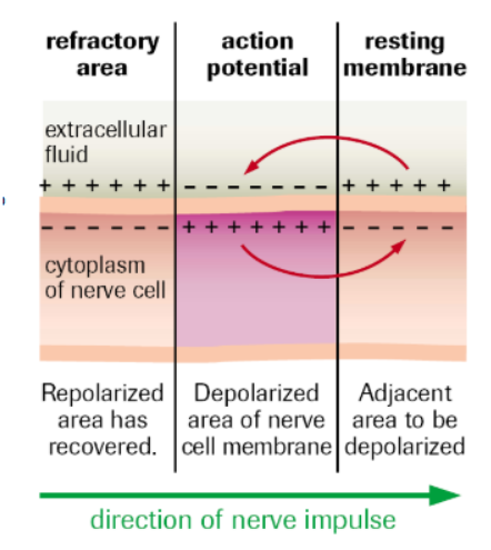 <ul><li><p>Stimulus disturbs plasma membrane on dendrite, Na+ channels OPEN&nbsp;</p></li><li><p>Na+ diffuses into neuron, more Na+ channels open as concentration of Na+ gets higher (At around -50 mV, the rest of the channels open)</p></li><li><p>When stimuli is above THRESHOLD level, a response is produced.</p></li><li><p>Na+ rush into the cell, potential becomes very positive (Peak of action potential)&nbsp;</p></li><li><p>Neuron is DEPOLARIZED</p></li></ul><p></p>