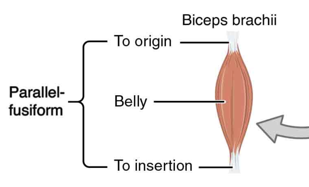 <p>Fascicles nearly parallel to longitudinal axis of muscle; terminate in flat tendons; muscle tapers towards tendons </p>