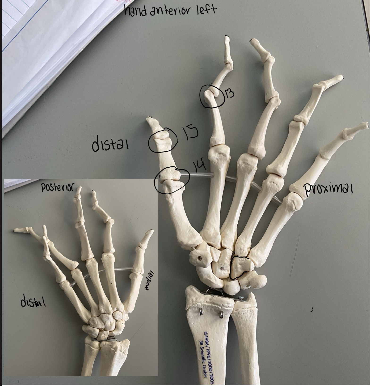 <p>What joints 13,14,15</p>