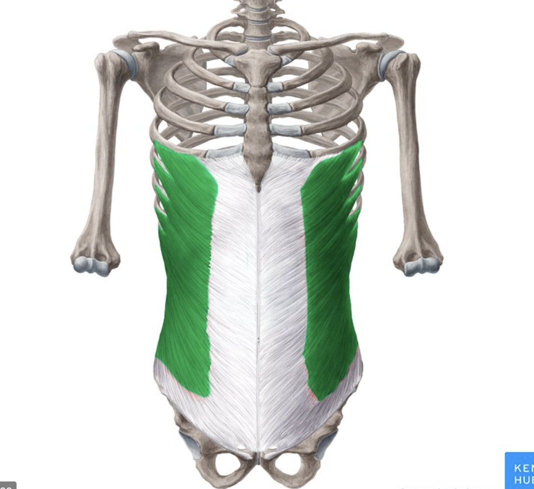 <p>origin : anterior surface of lower 8 ribs insertion : linea alba, pubic crest and tubercles, and iliac crest</p>