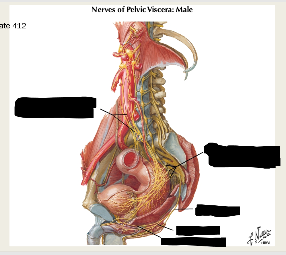 <p>label these five nerves of the pelvic viscera<br></p>