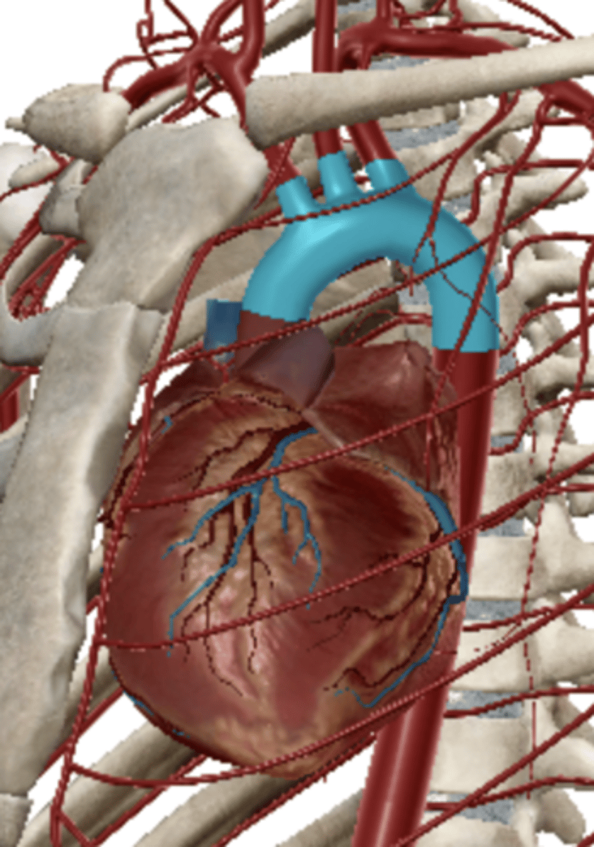 <p>connects right and left anterior cerebral arteries</p>