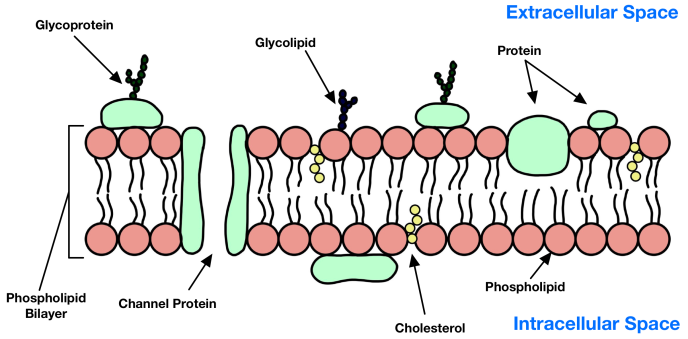 * carbohydrates bonded to a protein
* they are found in the phospholipid bilayer of the cell membrane
* it has specific structure and functions