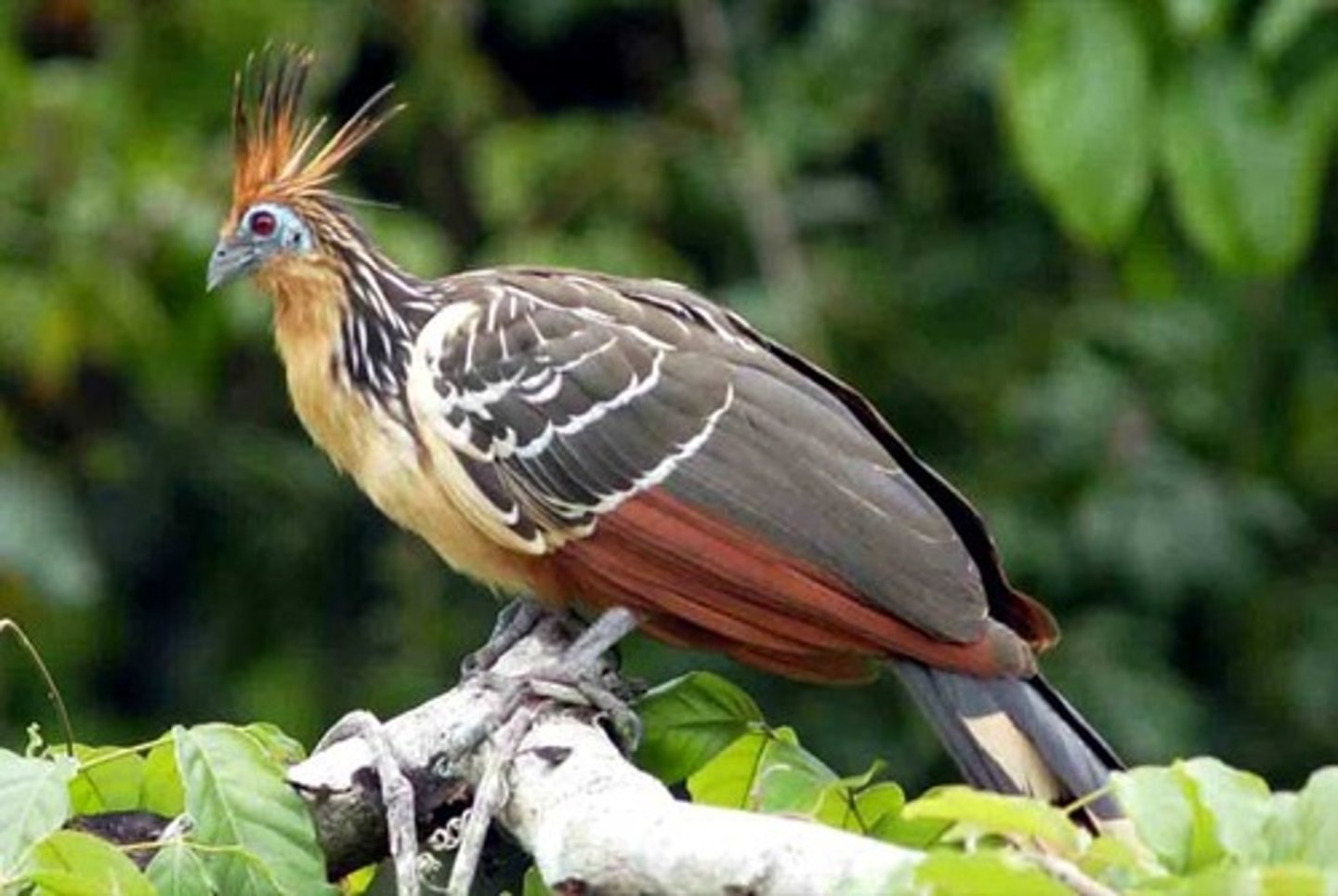 <p>Hoatzin</p>