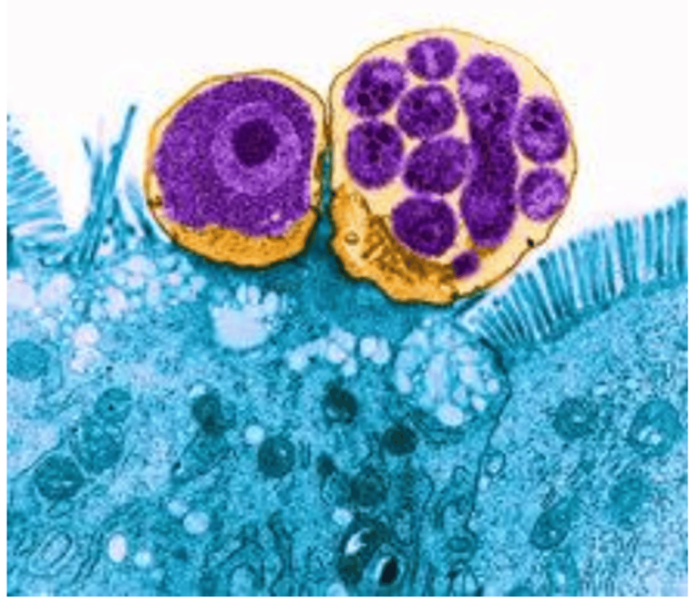 <p>intracelular, extracitoplasmática de los enterocitos</p>