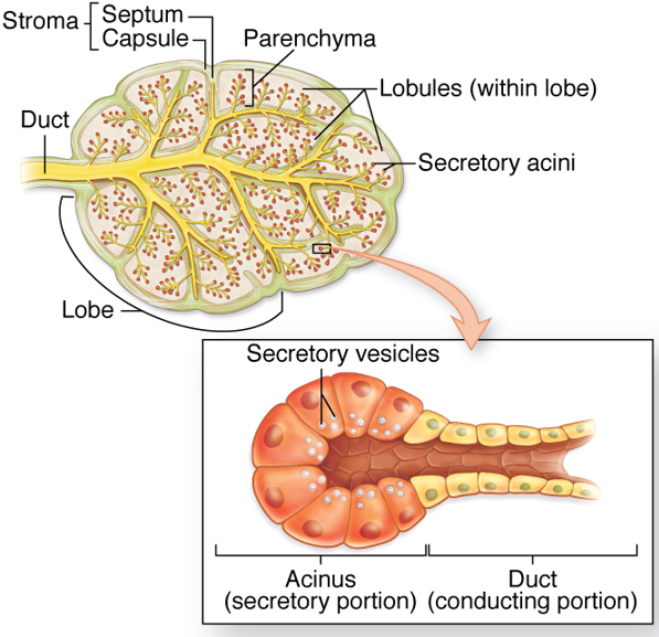 <ul><li><p>secretory portion - contain cells that make and release product</p></li><li><p>excretory duct system - tubes for transport and delivery; membrane transport proteins can concentrate or modify secretory product</p></li></ul>