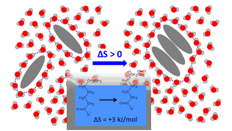 <p>Why is the right more favoured?</p>