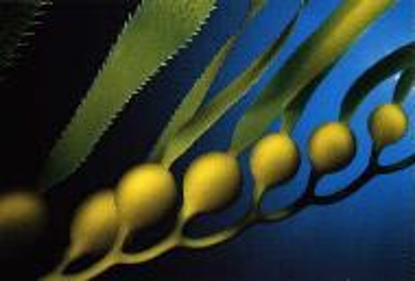 <p>a gas-filled bladder in Kelp</p>