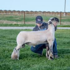 <p><span style="background-color: transparent;"><span>Club Lamb Industry</span></span></p>