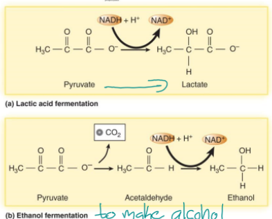<p>keeps glycolysis going (so it can keep producing a few ATP) by emptying NADH to another electron acceptor (not ETC because there is no oxygen), makes acids or gases (lactic acid for food preservation, ethanol in alcohol, acetone)</p>