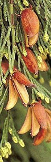 <img src="https://nwconifers.com/nwhi/IncensePollen.jpg" data-width="100%" data-align="center" alt="Incense Cedar"><p></p>