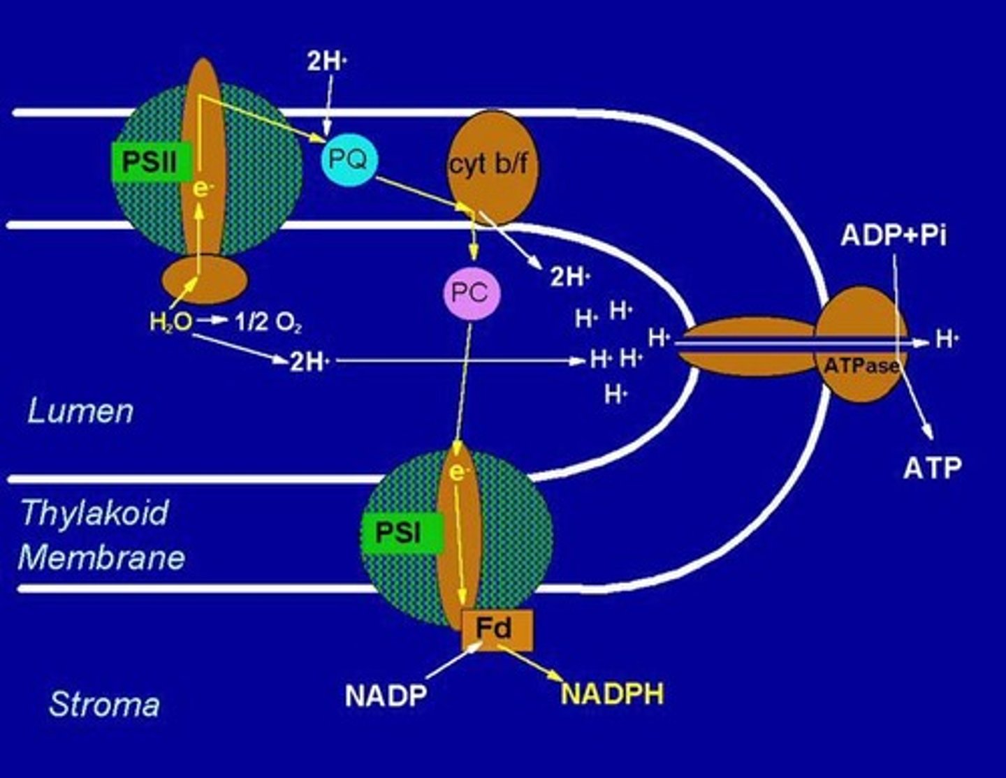 <p>It facilitates the transfer of electrons from PS II to PS I and helps generate a proton gradient for ATP synthesis.</p>