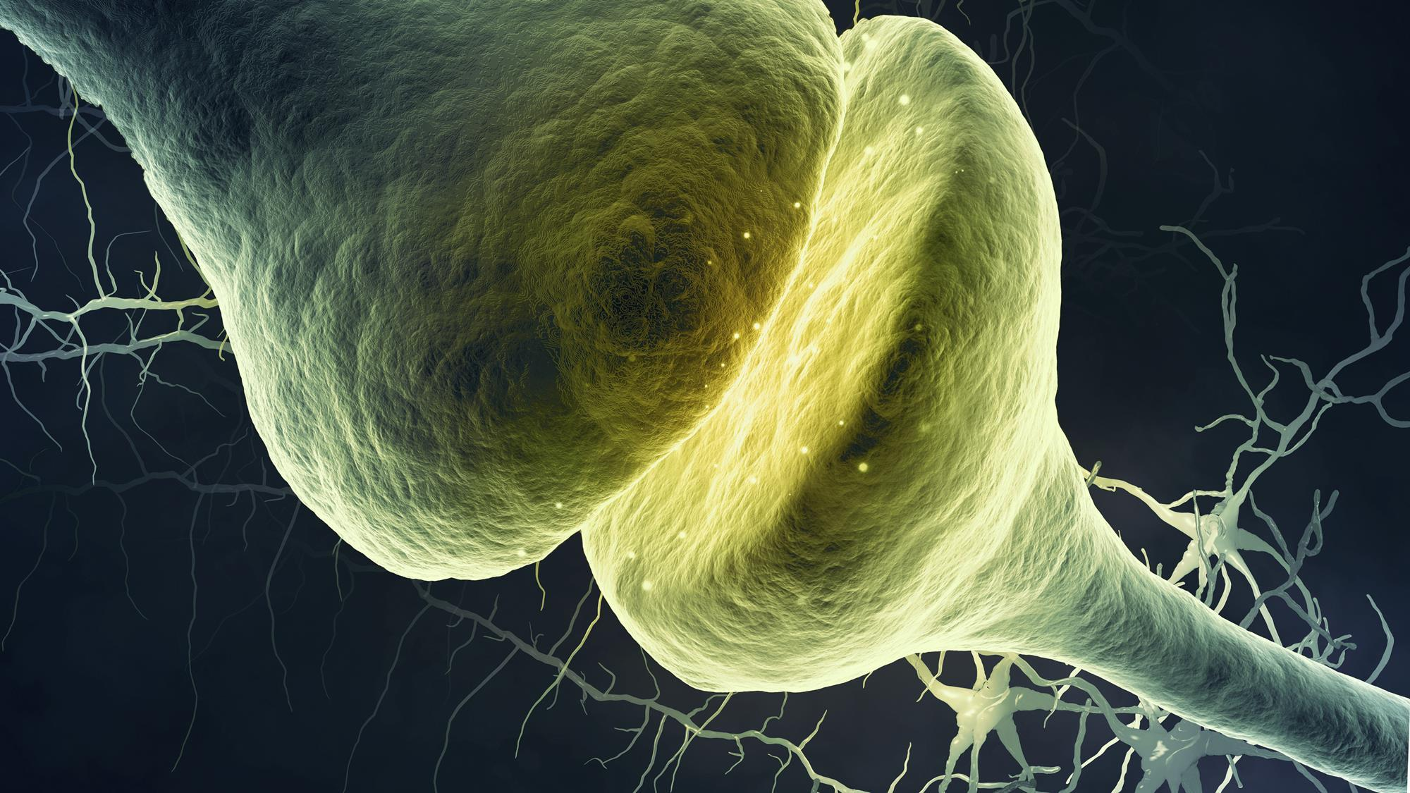 <p>The junction between one neuron and another neuron or effector cell</p>