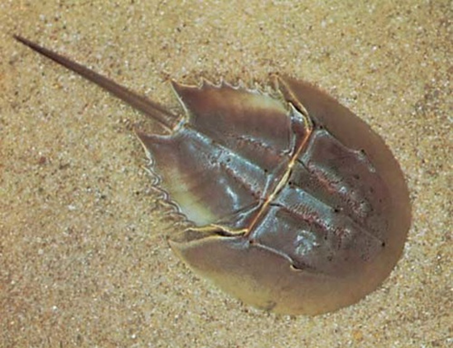 <p>I ___ eat horseshoe crab.</p>