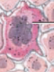 <p>What type of cell is this</p>