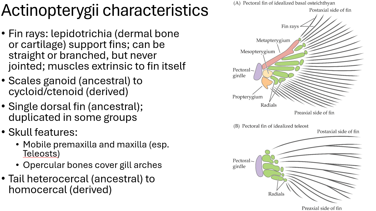 <p>their spine is not connected to pelvic girdle</p>