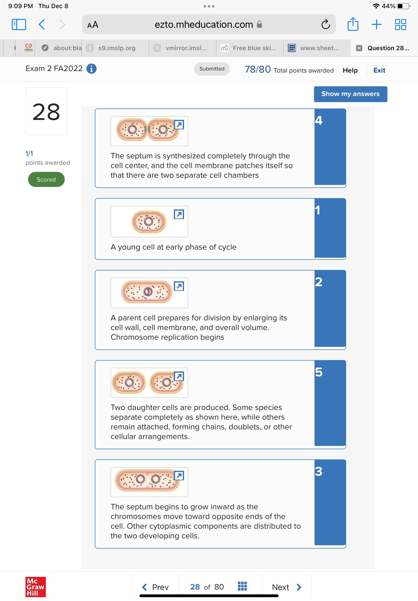 1. A young cell at early phase of cycle
2. A parent cell prepares for division by enlarging its cell wall, cell membrane, and overall volume. Chromosome replication begins
3. The septum begins to grow inward as the chromosomes move toward opposite ends of the cell. Other cytoplasmic components are distributed to the two developing cells.
4. The septum is synthesized completely through the cell center, and the cell membrane patches itself so that there are two separate cell chambers
5. Two daughter cells are produced. Some species separate completely as shown here, while others remain attached, forming chains, doublets, or other cellular arrangements.