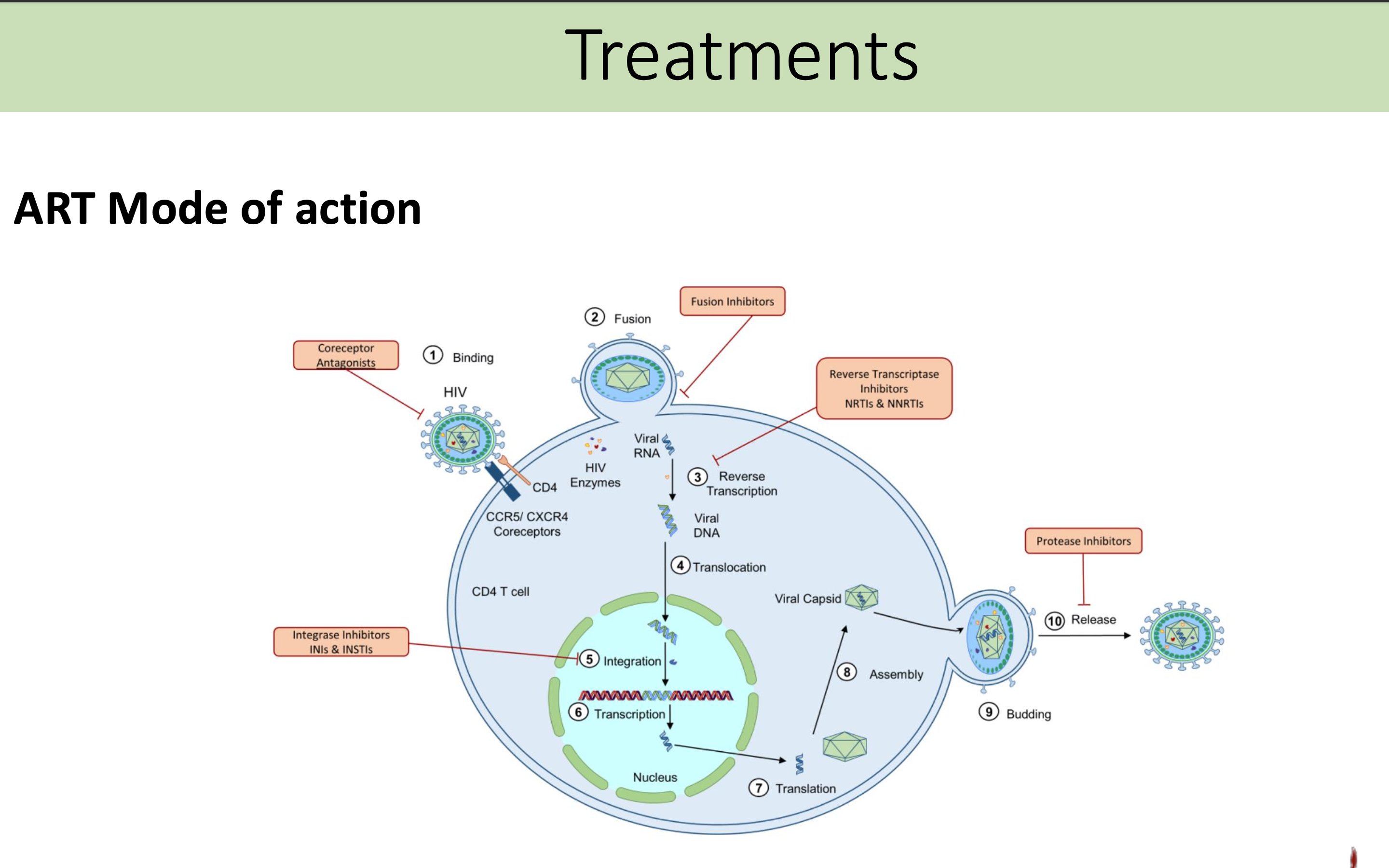 <p>ART works by inhibiting various stages of the HIV life cycle, including reverse transcription, virus integration, and maturation, thereby reducing the viral load and enhancing the immune response. </p>