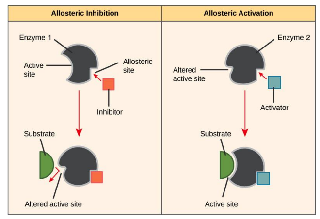 <p>Allosterisk regulering av enzymaktivitet skjer i det allosteriske setet hvor enzymatiske regulatorer binder seg. Enzymatiske regulatorer endrer på konformasjonen til det aktive setet. Vi har aktivator som øker enzymaktivitet og inhibitor som minker enzymaktiviteten.</p>