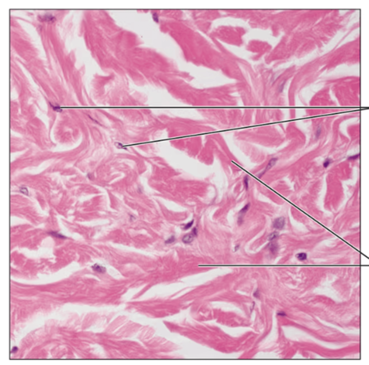 <p>Identify the tissue.</p>