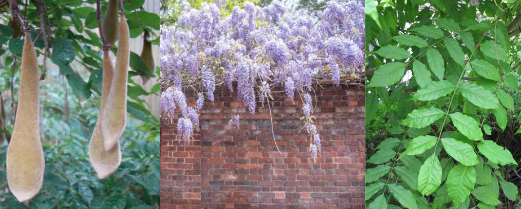 <p>Fabaceae </p><p>Wisteria sinensis </p>