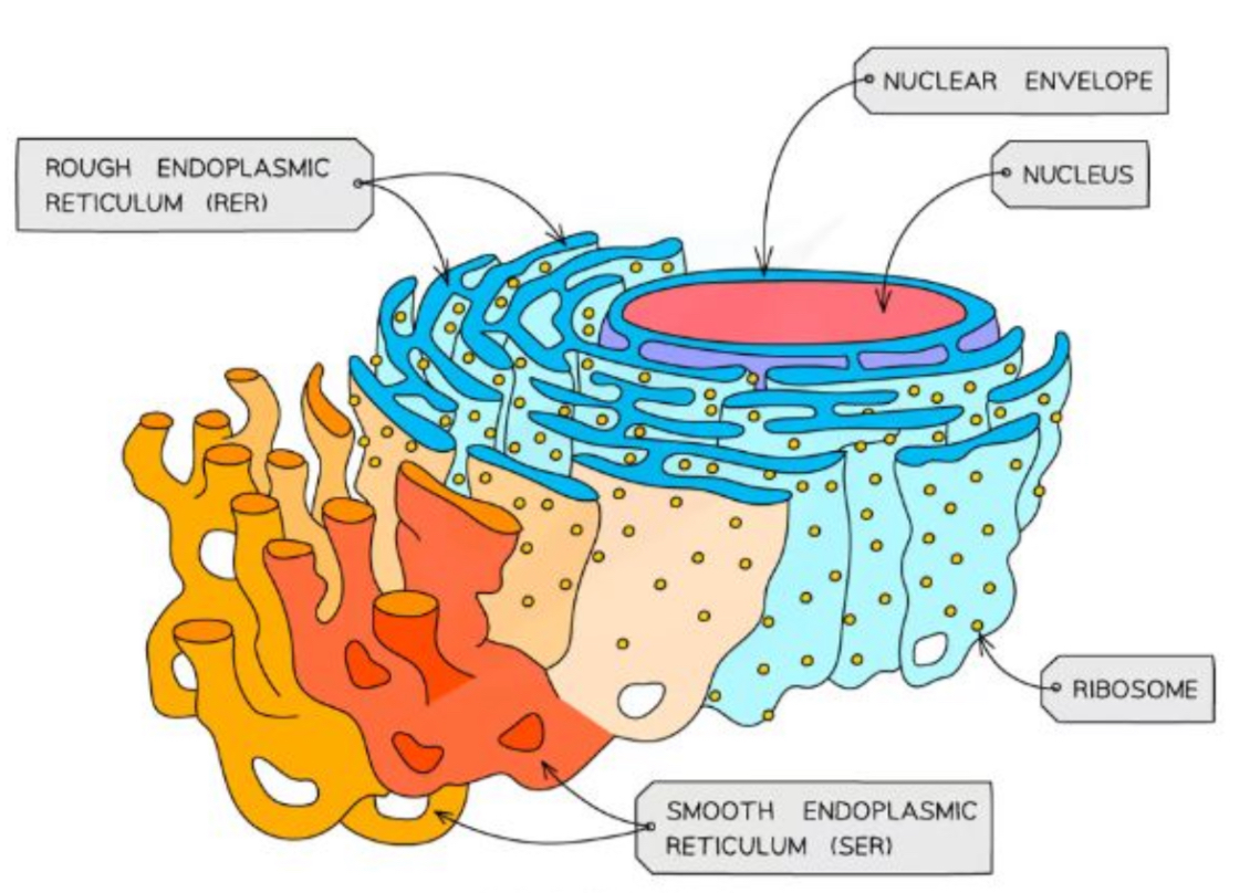 <ul><li><p>Does not have ribosomes on the surface</p></li><li><p>Involved in the production, processing and storage of lipids, carbohydrates and steroids</p></li></ul>