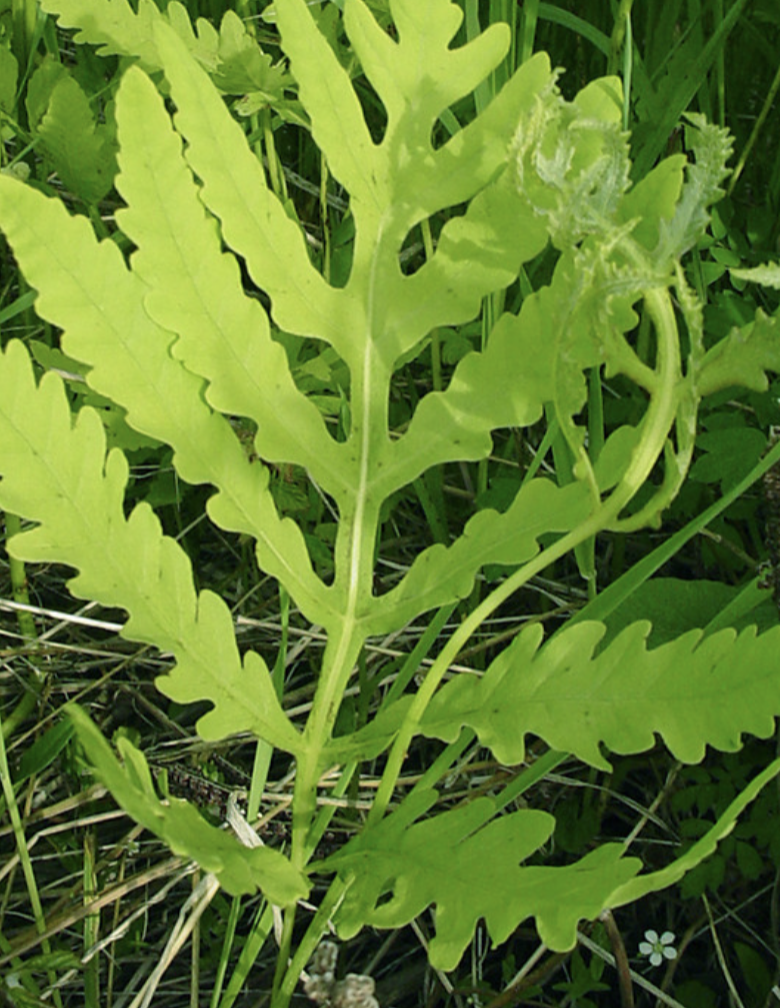 <p>Sensitive Fern </p>