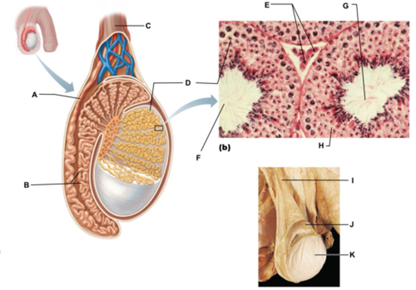 <p>are found in the connective tissue surrounding the seminiferous tubules and produce testosterone</p>