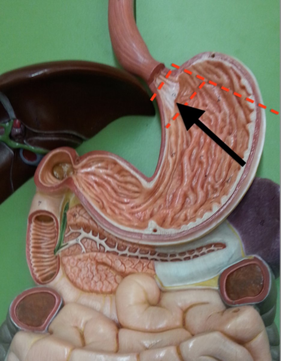 knowt flashcard image