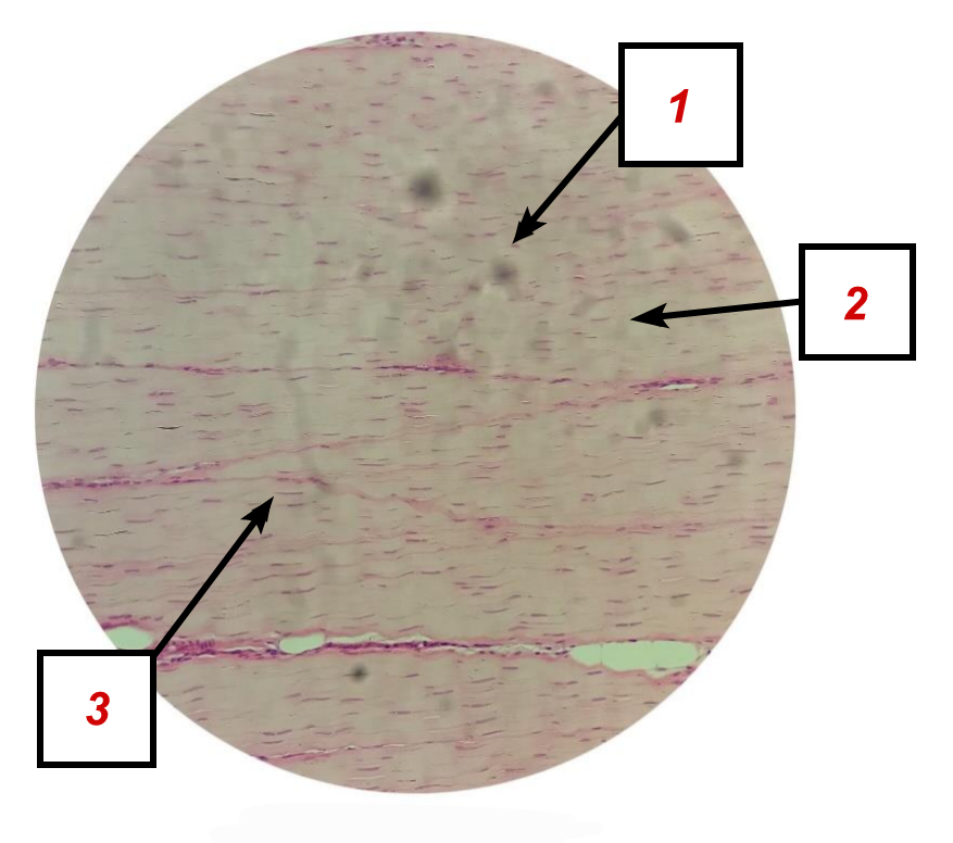 <p>Identifique as <strong>ESTRUTURAS</strong> indicadas na lâmina.</p>