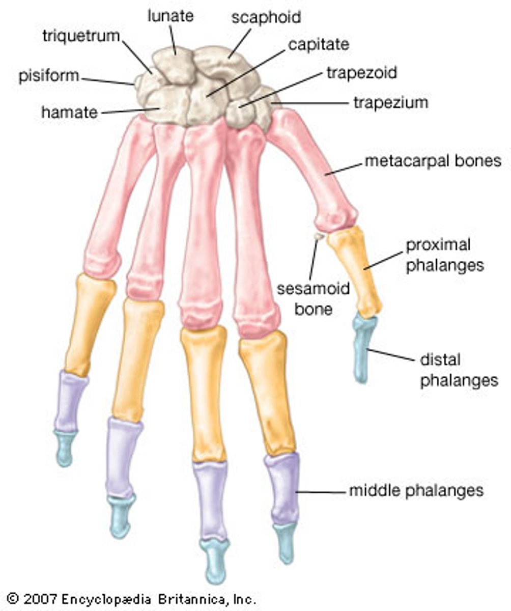 <p>The bones of the hand, including carpals, metacarpals, and phalanges.</p>