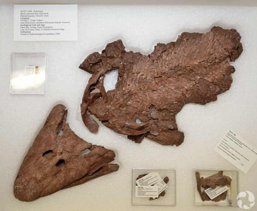 <p>Genus</p>