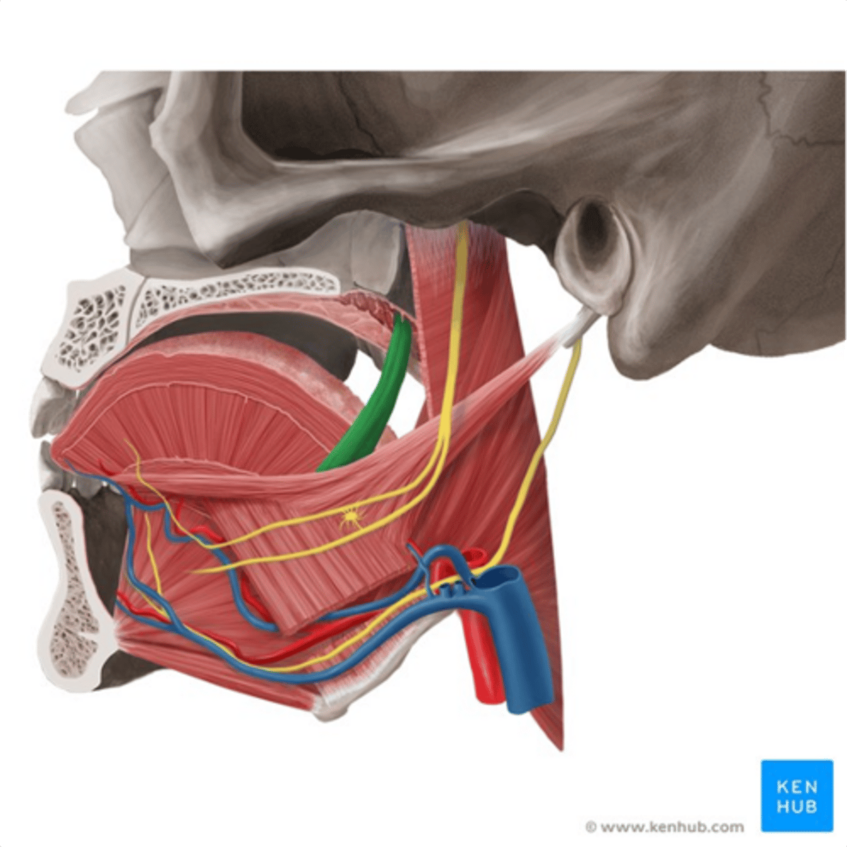 <p>•Origin</p><p>-Anterior surface of the Soft Palate</p><p>•Insertion</p><p>-Dorsum of the tongue</p><p>•Function</p><p>-Narrows fauces and elevates the tongue or pulls soft palate to the tongue</p><p>•Innervation</p><p>-Glossopharyngeal, vagus, and accessory</p>