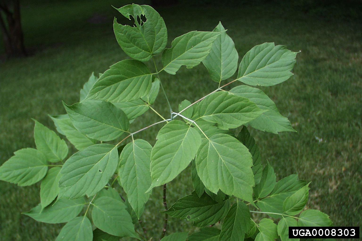 Family: Sapindaceae

SN: Acer negundo