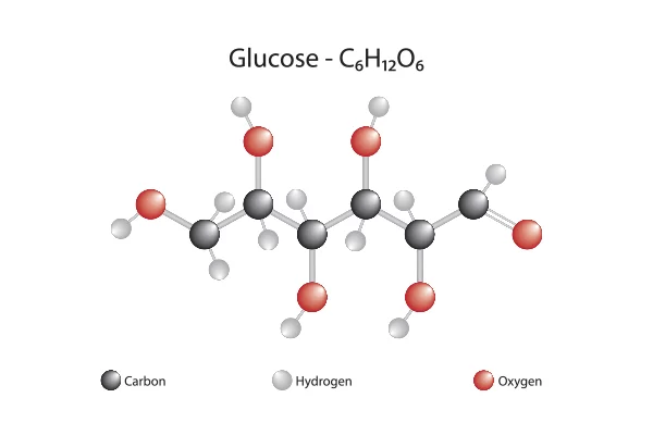 <p>glucose</p>