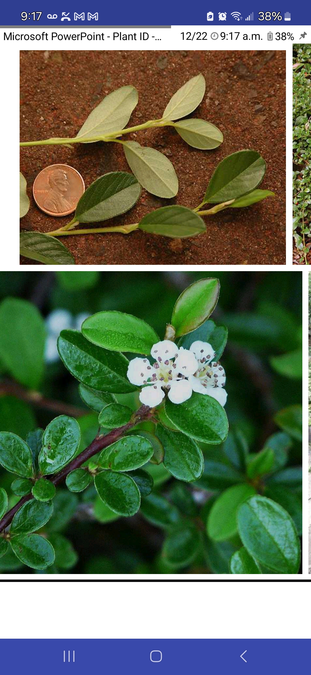 <p>Bearberry cotoneaster</p>