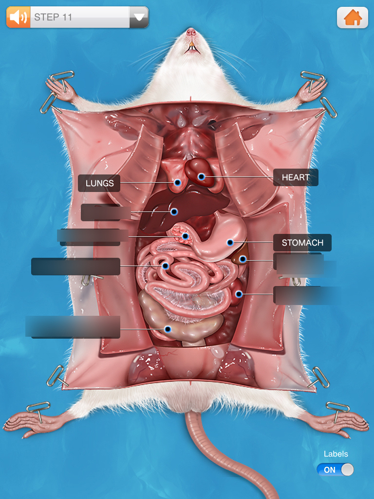 <p>an organ that cleanses the blood of damaged and foreign particles</p><p>left cranial abdomen, next to the stomach</p>