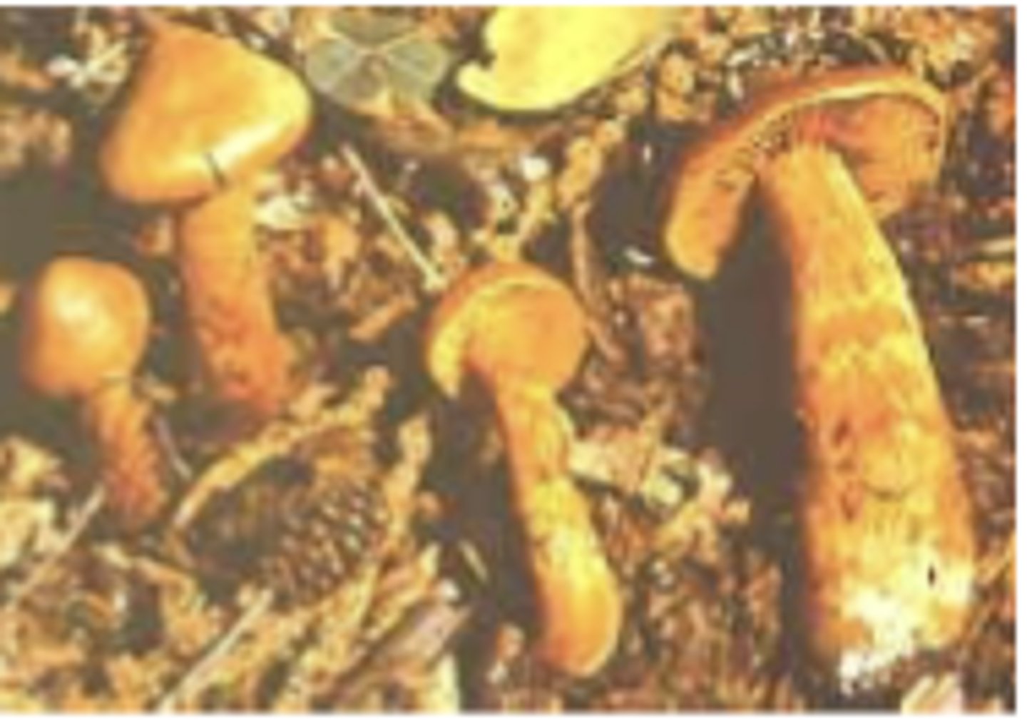 <p>which mushroom genus? which toxin?</p>