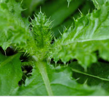 <p>Canada thistle&nbsp;(Asteraceae)</p>
