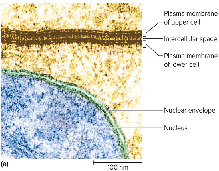 <p>Plasma membrane</p>