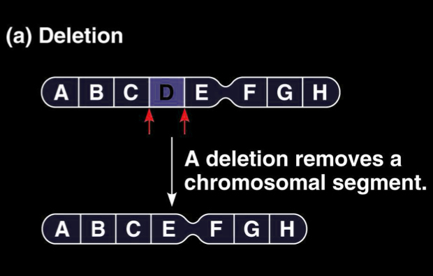 <ul><li><p>most commonly found due to errors in meiosis </p></li><li><p>Due to unequal crossing over </p></li></ul><p></p>