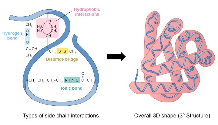 <p>3d protein shape is stabilized by side chain interactions (R groups)</p><p>hydrogen bonds from between polar side chains </p>